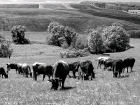 Пастбище в Мордовии. Фото с сайта "Российская газета" (С) Пастбище в Мордовии. Фото с сайта "Российская газета" (С)