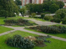 Срубленные елки, фото Мизаила Костяева, Каспаров.Ru