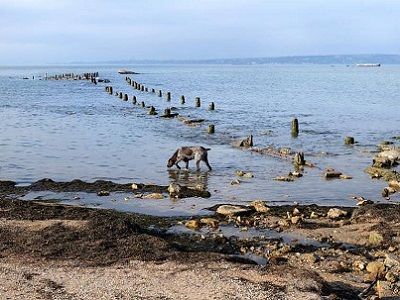 Остатки свай первого Керченского моста. Фото: facebook.com/sn258 Остатки свай первого Керченского моста. Фото: facebook.com/sn258