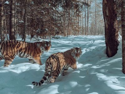 Тигрица с полугодовалым детенышем. Заказник Бирский, Хабаровский край. Январь 2022 года. Фото: Sascha Fonseca Тигрица с полугодовалым детенышем. Заказник Бирский, Хабаровский край. Январь 2022 года. Фото: Sascha Fonseca